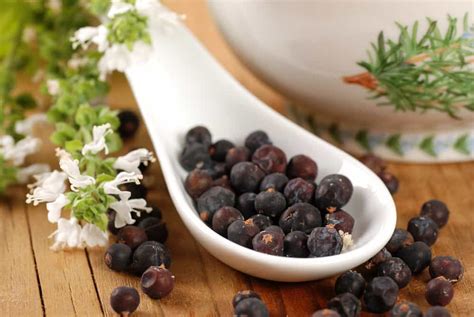 how do juniper berries taste.